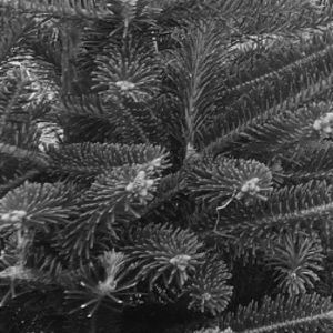 Meet your Posher, Aysia